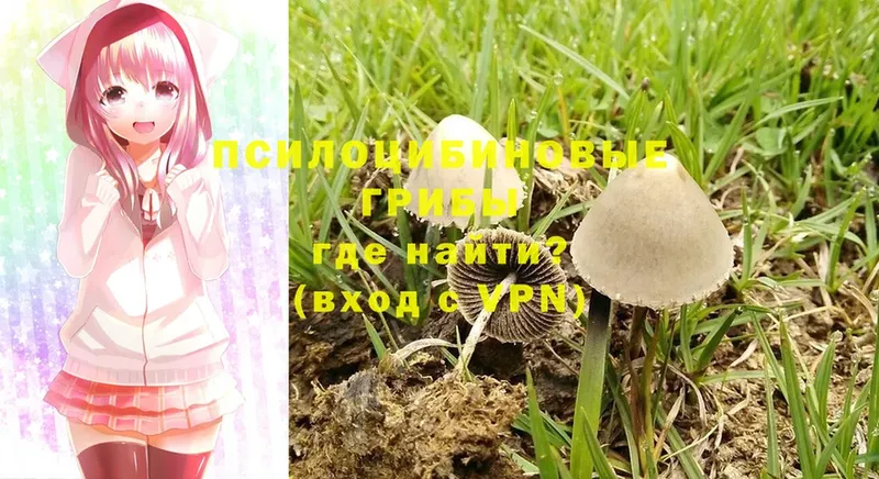 где купить   Нижняя Салда  Галлюциногенные грибы Psilocybine cubensis 